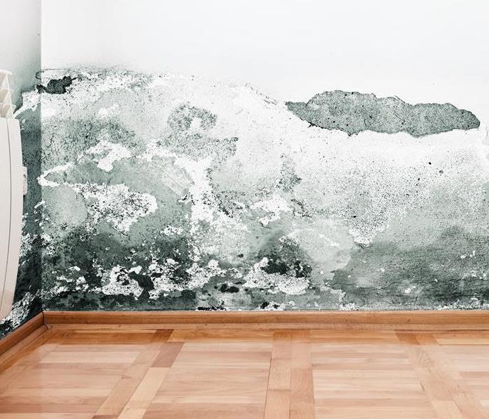 Mold on a white wall 