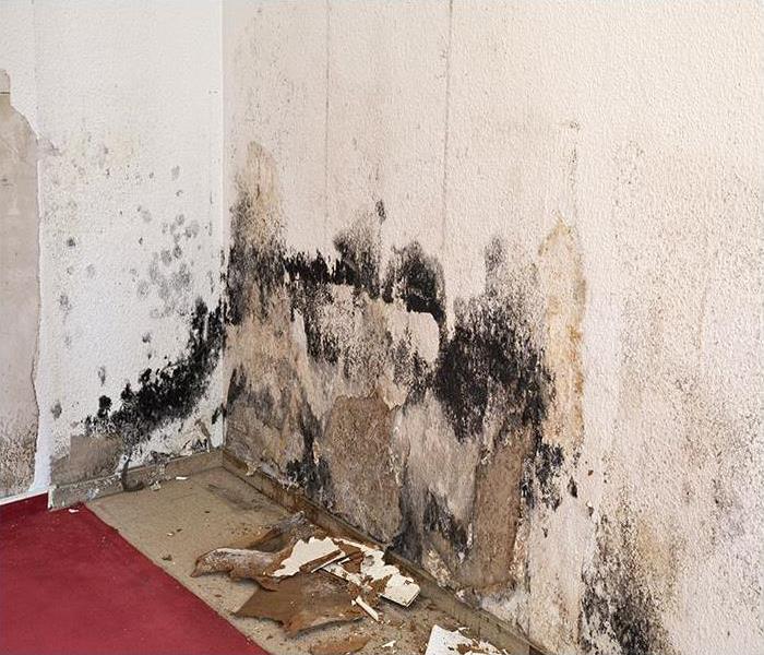mold growing on the wall